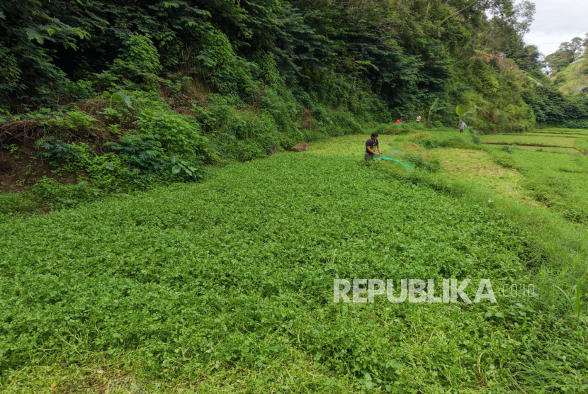 Area Pertanian Selada Air di Blok Kampung Cipeusing, Desa Kertawangi, Kecamatan Cisarua, KBB, Jawa Barat yang Mengandalkan Sumber Mata Air Lembah Cilayung.