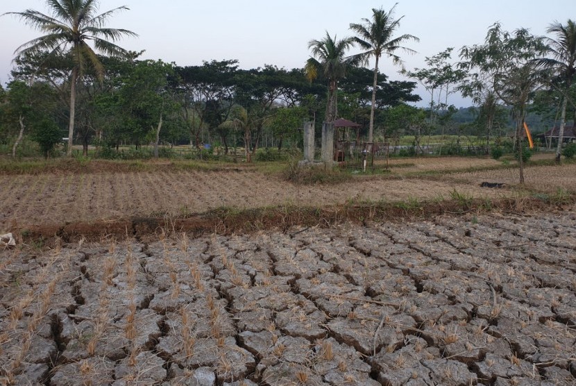 Areal lahan sawah milik petani yang mengalami kekeringan di Bukit Pathuk Gunung Kidul, Daerah Istimewa Yogyakarta.