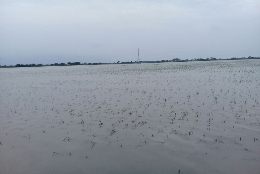 Areal tanaman padi di Kecamatan kapetakan, Kabupaten Cirebon berubah layaknya sungai akibat terendam banjir, Kamis (26/1). 