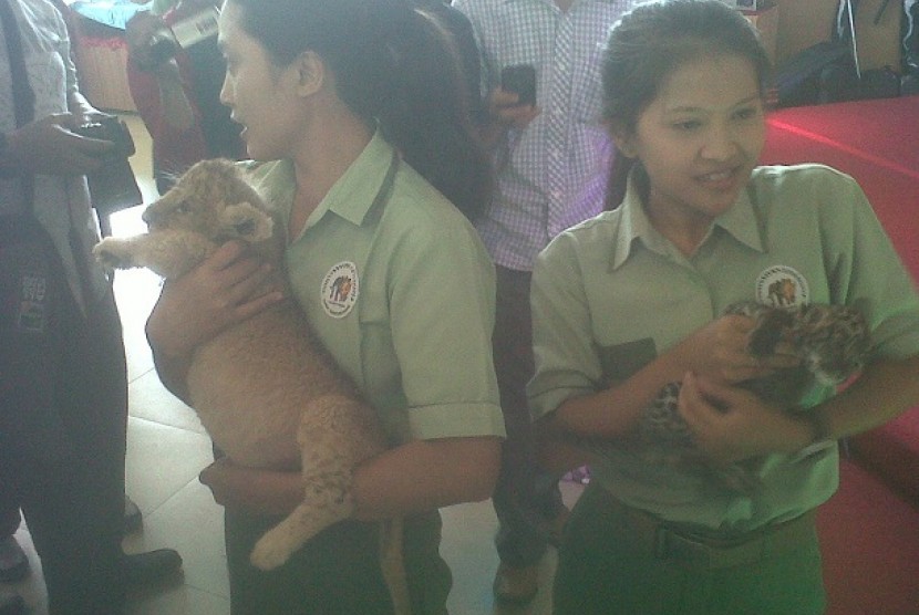 Arfak dan Siklop, bayi macan tutul betina dan bayi singa betina tengah digendong dua orang petugas Taman Safari Indonesia (TSI)