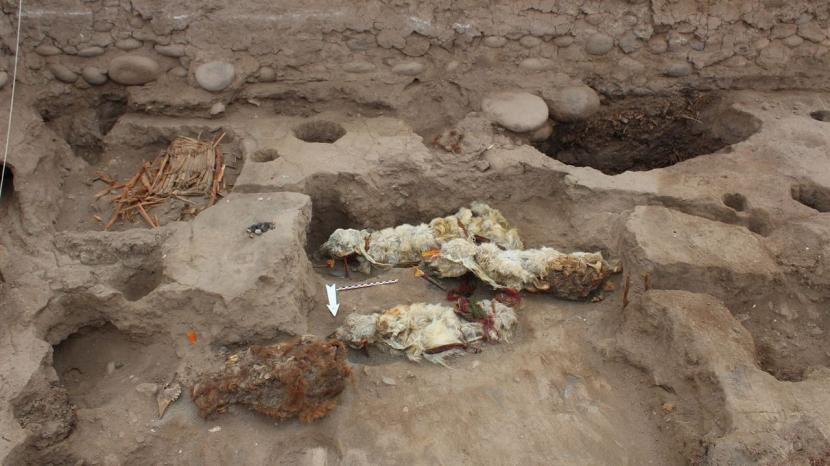 Arkeolog di Peru menemukan sisa-sisa mumi dari lima hewan llama yang dipersembahkan untuk dewa Inca sekitar 500 tahun yang lalu. 