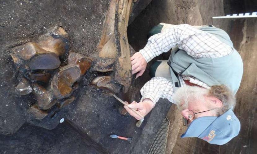 Arkeolog menemukan kerangka gajah hampir lengkap berusia 300 ribu tahun di Jerman.