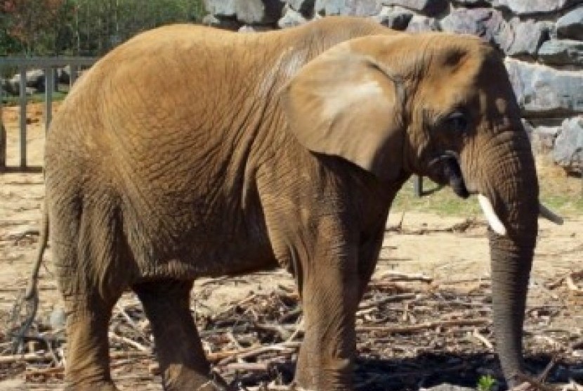 gajah(ilustrasi). Sekitar 60 ekor gajah menikmati jamuan makan buah-buahan di sebuah kebun raya 
