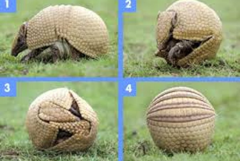 Armadillo