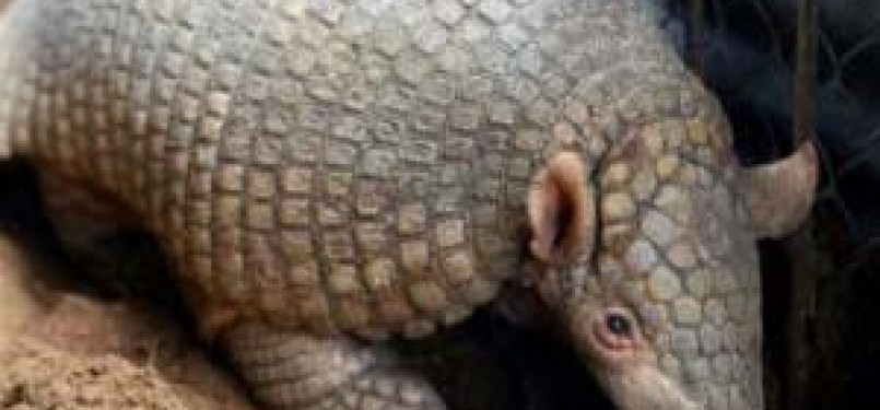 Armadillo Brazil