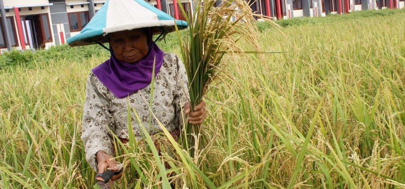 ASEAN may need to learn from Bangladesh, which  successfully incorporates women in poverty eradication program through agriculture sector. (illustration)