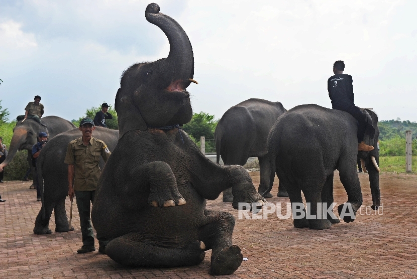 Atraksi gajah ditampilkan saat peresmian Taman Nasional Way Kambas (TNWK) sebagai ASEAN Heritage Park (AHP) ke-36 di TNWK, Lampung Timur, Rabu (27/7)
