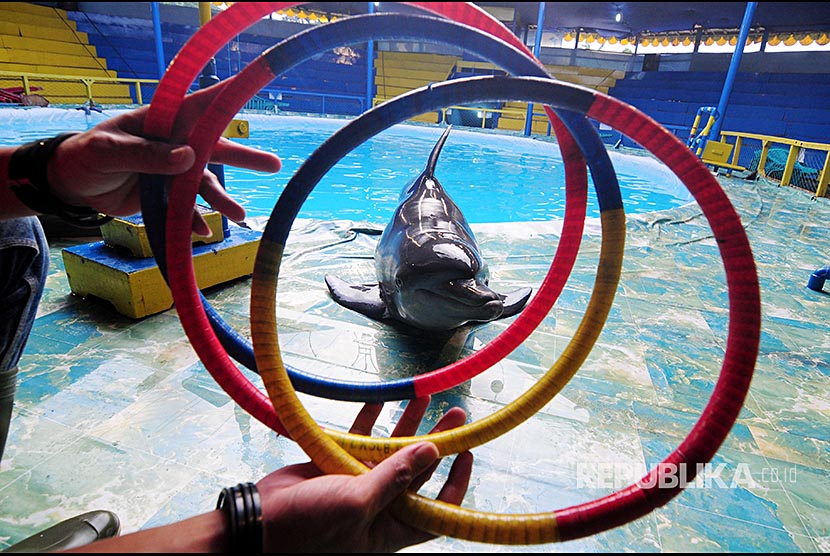Atraksi sirkus lumba-lumba di Jakarta. 