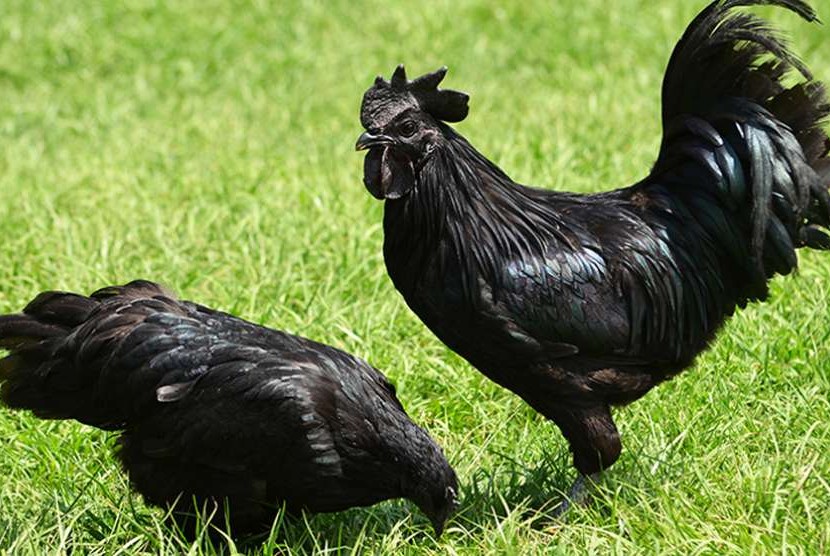 Ayam Cemani.