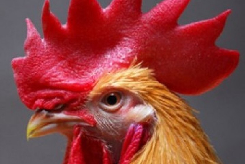 Ayam Jantan (Ilustrasi). Kementan terus mendorong pengembangan dan pelestarian Ayam Kukuak Balenggek sebagai salah satu plasma nutfah lokal. 