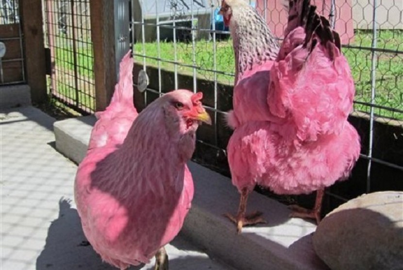 Ayam pink