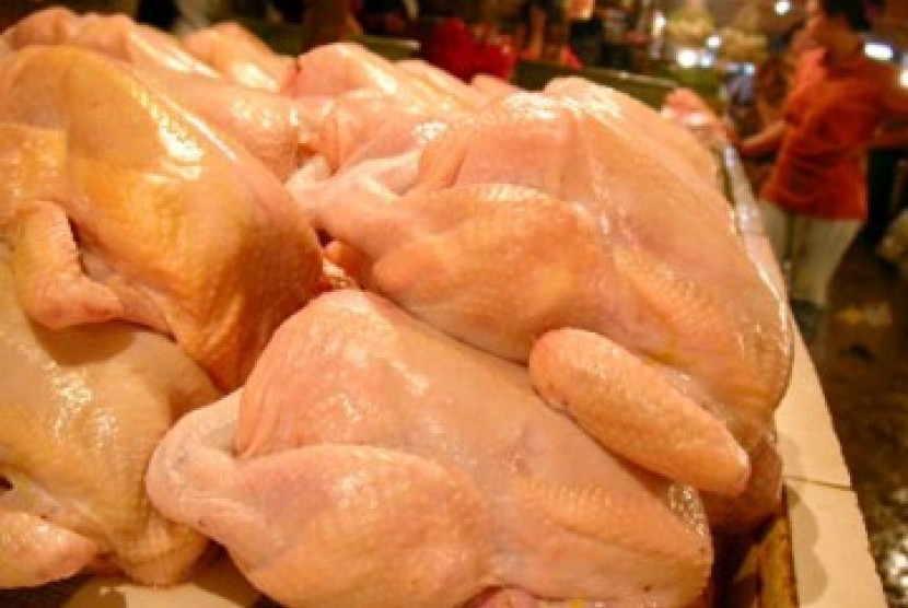 Ayam potong, ilustrasi. Kementerian Pertanian dan Industri Makanan (MAFI) Malaysia mulai memberlakukan larangan ekspor ayam.