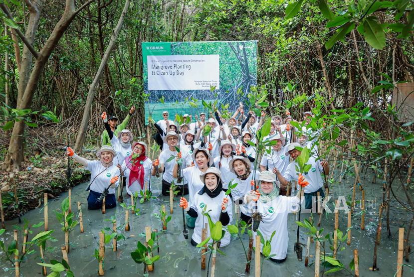 B.Braun dan Wastehub melakukan penanaman mangrove. 