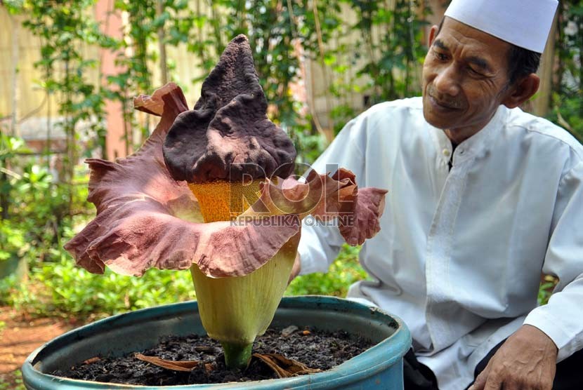 Abeh Sa'ari saat memperhatikan sekuntum bunga bangkai (Amorphophallus Titanium Becc) koleksinya yang tumbuh di halaman rumahnya di Cipinang Muara, Jatinegara, Jakarta Timur, Rabu (10/10).   (Rakhmawaty La'lang)