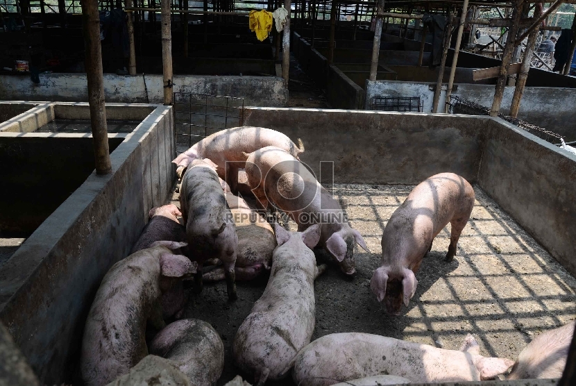 Wabah Demam Babi Afrika Masih Ada di Filipina