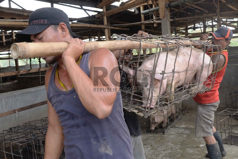 Ternak babi. Karantina Pertanian Lampung perketat pengawasan untuk memitigasi risiko penyebaran penyakit demam babi afrika.