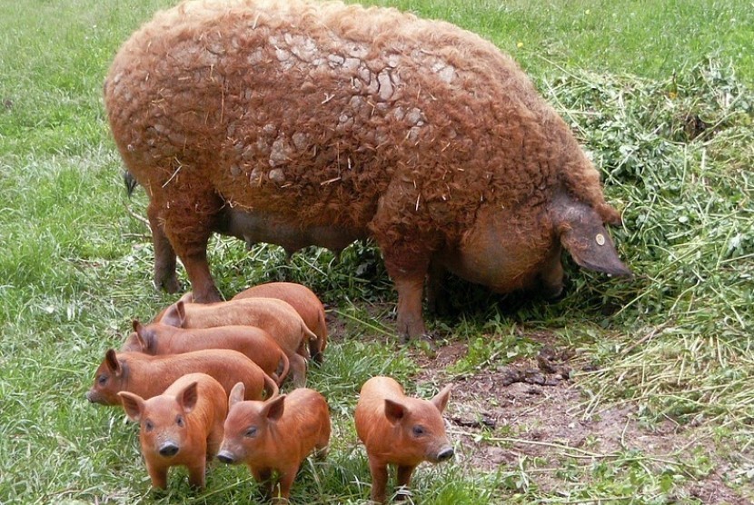 Babi unik di Hungaria bernama Mangalitsa atau Mangalitca.