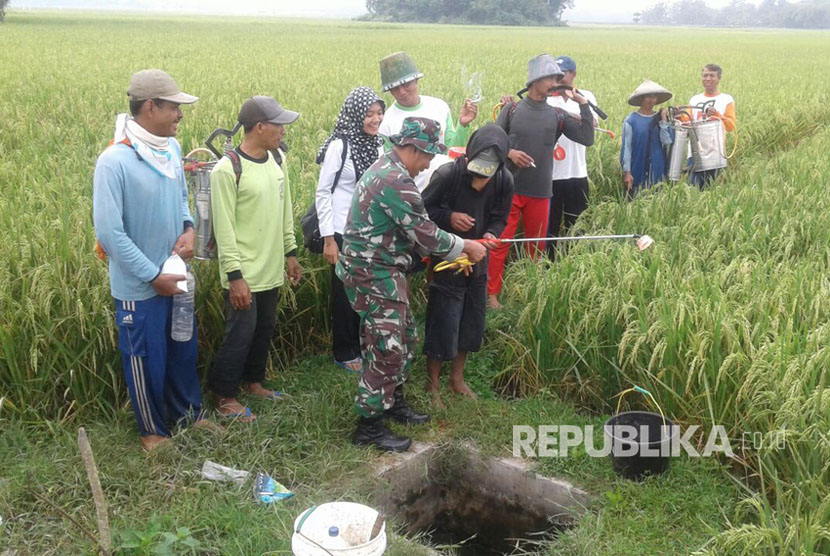 Babinsa menampu dan Babinsa Karang Duren dampingi petani kendalikan hama wereng yang mengancam tanaman padi petani.