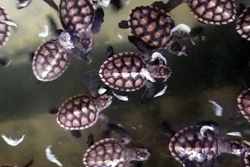 Baby sea turtles from Kalimantan. (illustration)