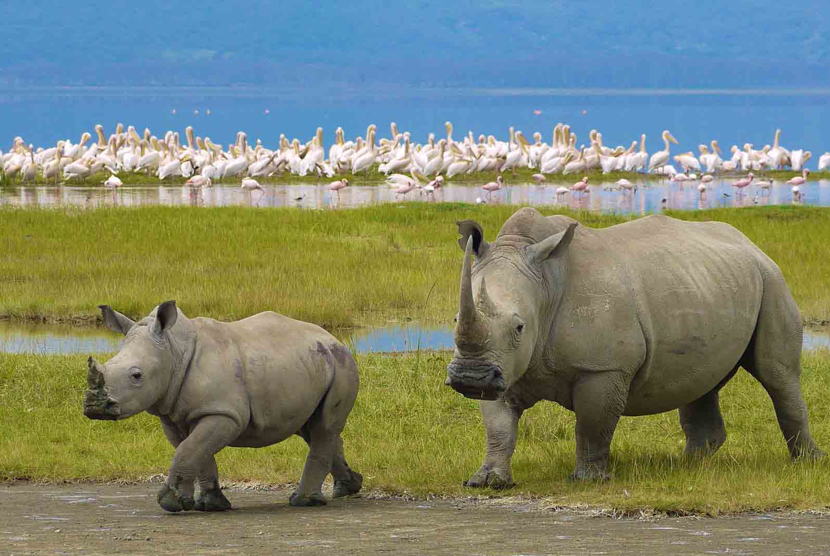 Wisatawan Domestik Meningkat di Ngorongoro Tanzania. Badak di Daerah Pelestarian Alam Ngorongoro (NCA) di Tanzania.