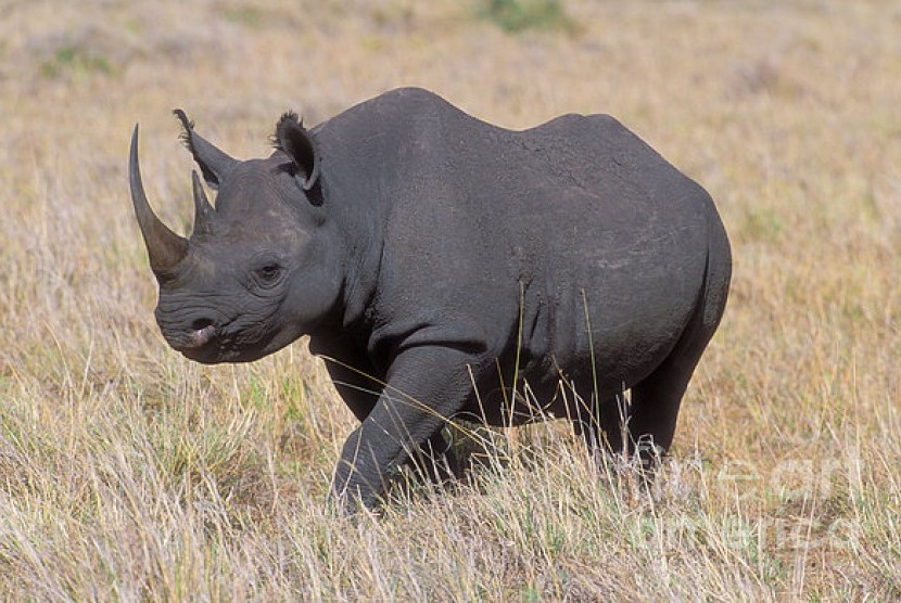 Badak hitam yang terancam punah di Kenya