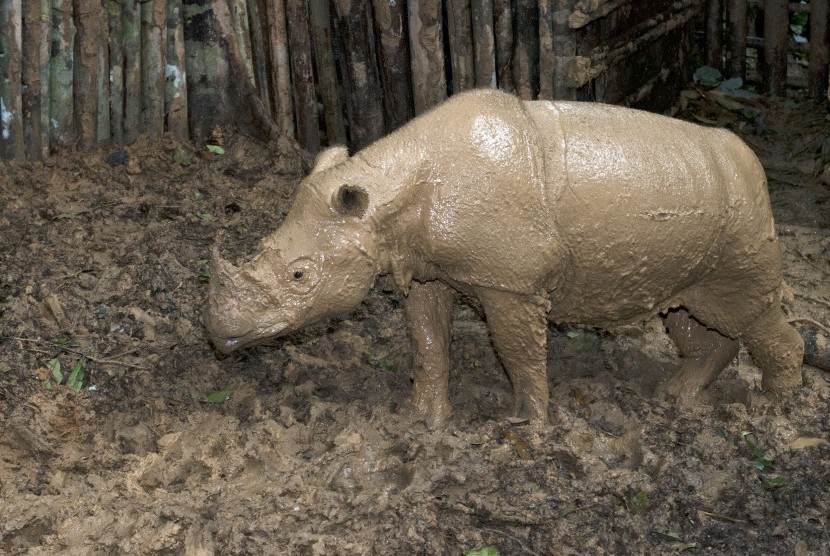 Badak Sumatra (Dicerorhinus sumatrensis) berjenis kelamin betina berada di dalam kandang sementara di Kutai Barat, Kalimantan Timur, Senin (21/3).