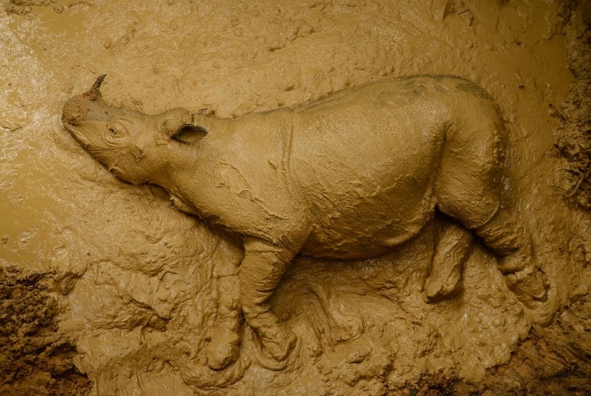 Badak Sumatra (Dicerorhinus sumatrensis) berjenis kelamin betina berada di dalam kandang sementara di Kutai Barat, Kalimantan Timur, Rabu (16/3).