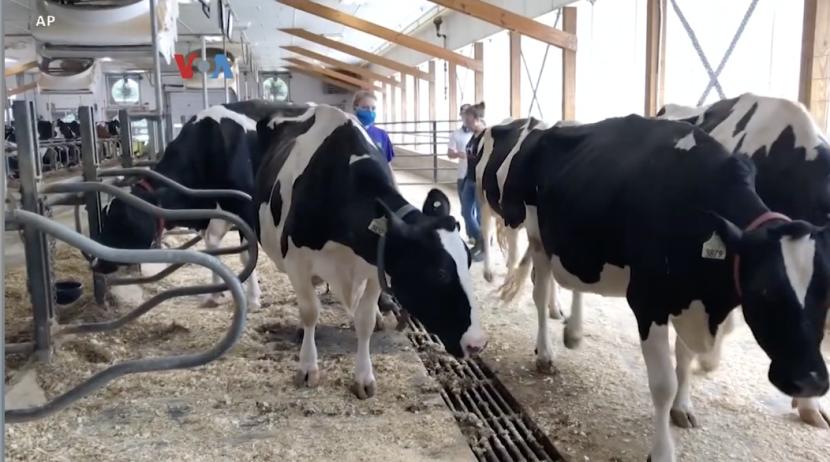 Badan Pengawas Obat dan Makanan AS (FDA) menemukan partikel virus H5N1 atau virus flu burung pada susu sapi