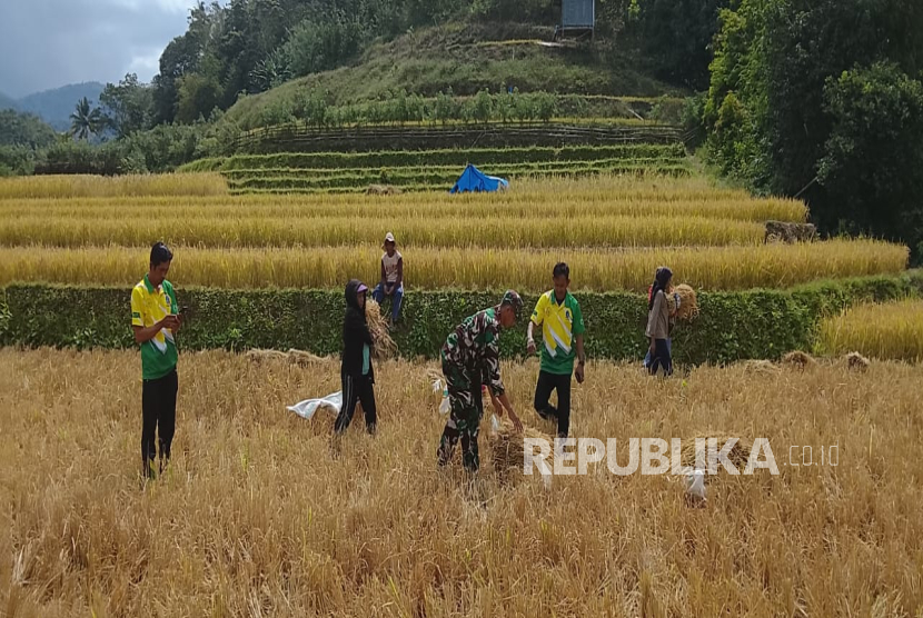 Badan Pusat Statistik (BPS) melaporkan produksi beras nasional hingga Oktober 2025 diperkirakan mencapai 31,04 juta ton.