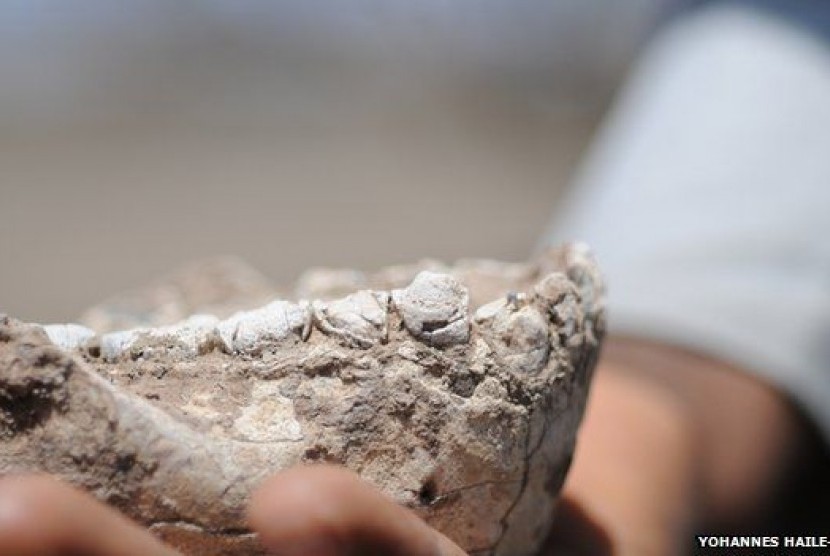 Bagian gigi spesies baru manusia purba yang ditemukan di Ethiopia.