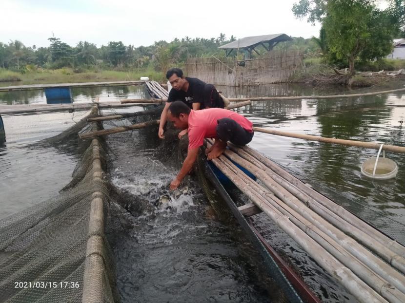 Baitul Wakaf memfasilitasi  warga Desa Cikangkung, Sukabumi mengembangkan sektor budidaya perikanan darat melalui skema wakaf produktif.