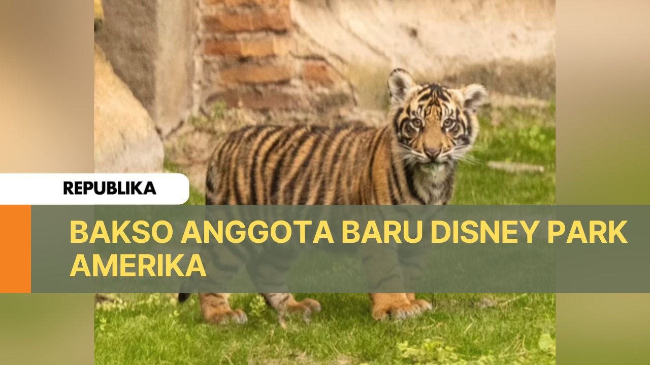 Bakso, harimau Sumatera yang berada di Disney Park Amerika Serikat.