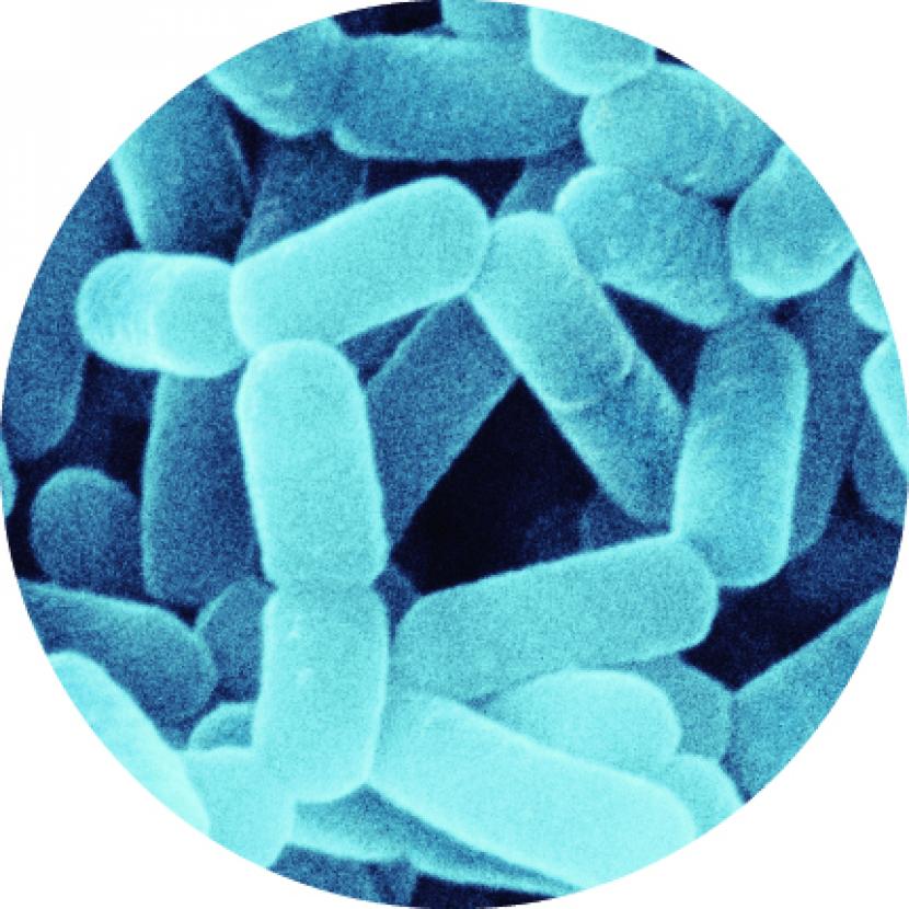 Bakteri dalam usus