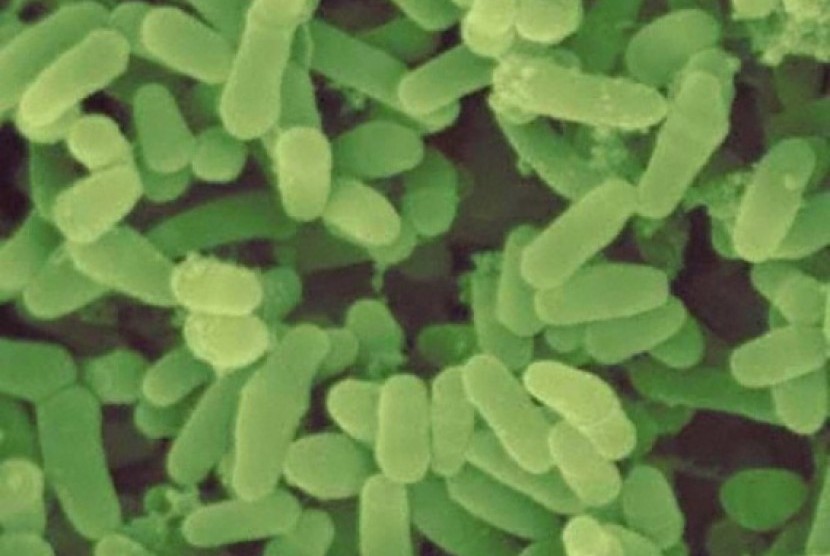Bakteri lepra atau kusta (mycobacterium leprae)