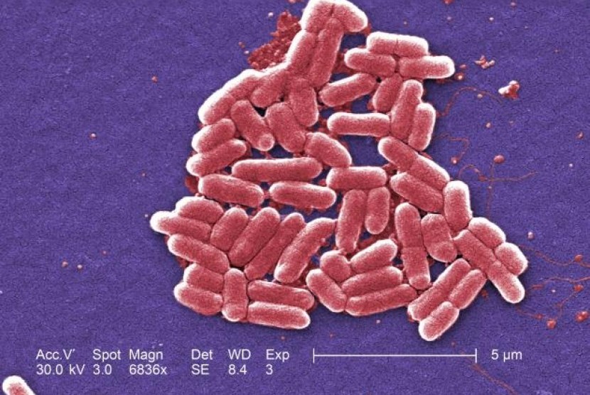 Bakteri super (ilustrasi)
