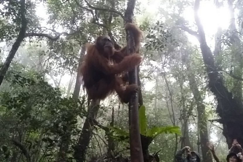 Balai Besar Konservasi Sumber Daya Alam (BBKSDA) melepasliarkan seekor Orangutan Tapanuli 