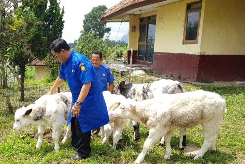 Balai Besar Pembibitan Ternak Unggul dan Hijauan Pakan Ternak (BBPTUHPT) Baturraden, Jawa Tengah, mengembangkan tujuh ekor sapi Belgian Blue