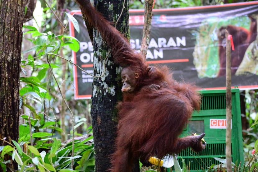 Balai Konservasi Sumber Daya Alam (BKSDA) Kalimantan Timur melepasliarkan tiga individu orangutan hasil rehabilitasi di Kawasan Hutan Sungai Payau atau Hutan Lindung Gunung Mesangat, Kecamatan Busang, Kab. Kutai Kartanegara, Prov. Kalimantan Timur, pekan lalu. Ketiga orangutan tersebut bernama Memo (19 tahun/Betina), Jasmine (18 tahun/Betina/Induk) dan Syair (2 tahun/Jantan/Anak).