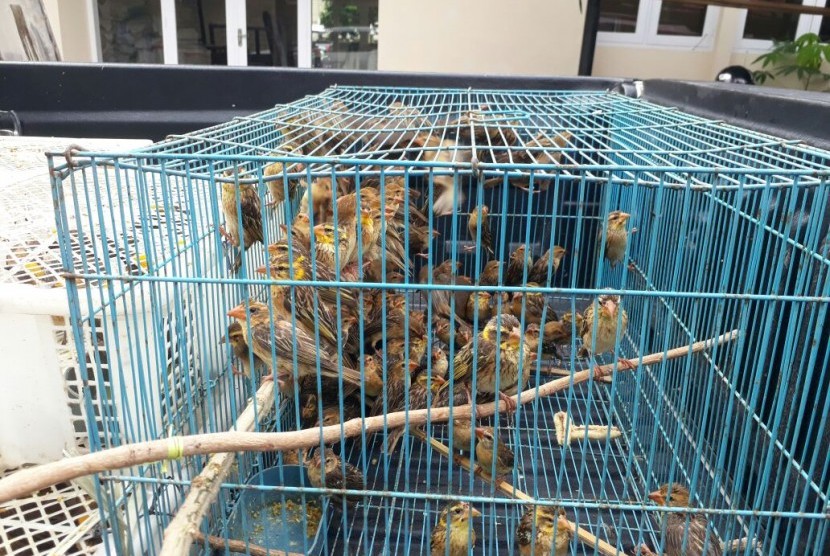 Balai Konservasi Sumber Daya Alam (BKSDA) Nusa Tenggara Barat (NTB) melepasliarkan ribuan burung liar di Taman Wisata Alam (TWA) Gunung Tunak, Kabupaten Lombok Tengah, NTB pada Kamis (18/1).