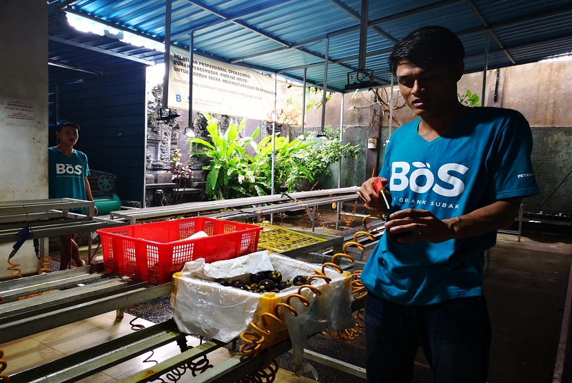 Bali Organik Subak (BOS) sudah mengekspor manggis dari tahun 2018 dan menjadi yang terbesar di Bali untuk volume, bahkan nilai ekspornya hampir menyentuh angka 100 miliar. 