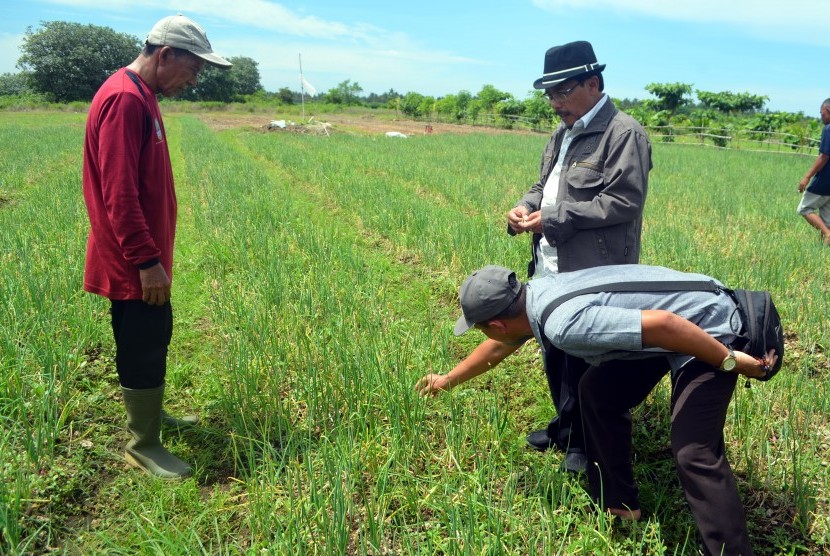 Balitsa Berikan Pendampingan Petani Bawang Merah