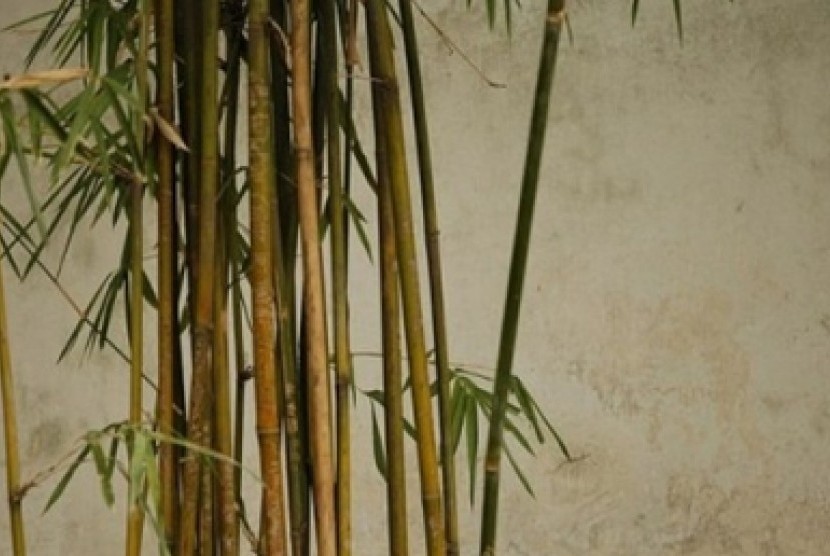 Bambu. Ilustrasi.