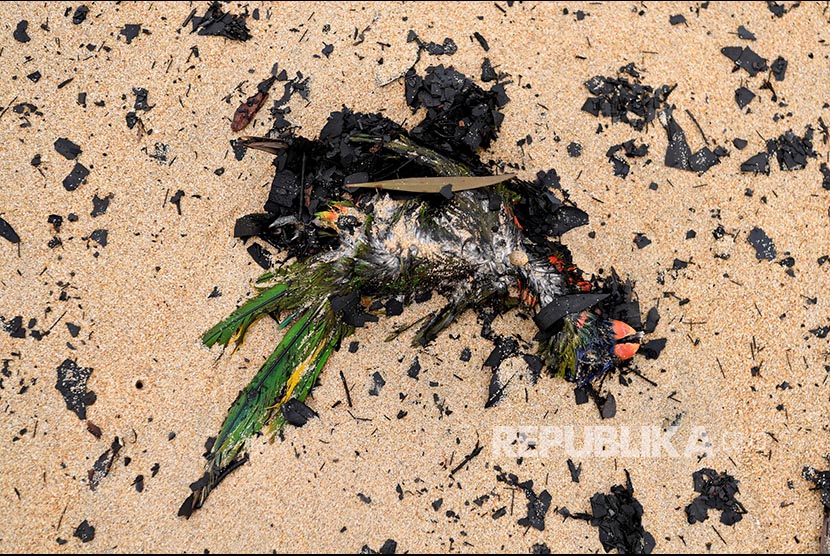 Kebakaran Renggut Habitat Hewan Ikonik Australia. Bangkai burung asli Australia di tepian Boydtown Beach di sungai Nullica, Eden, Australia. 