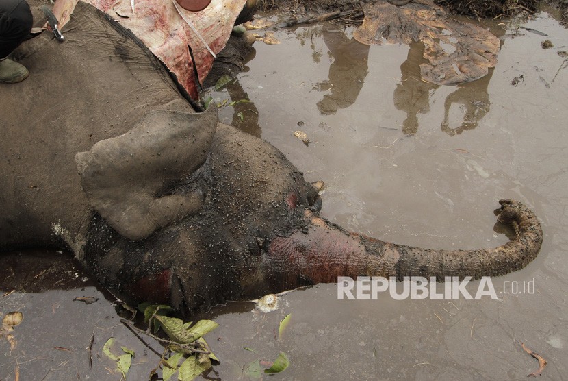 Bangkai gajah Sumatera (elephas maximus sumatranus) liar dikerumuni lalat di Kabupaten Bengkalis, Riau.