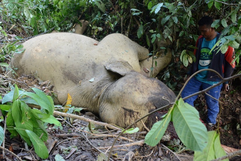 Sumatran elephant died in inland forest area in Banda Alam sub-district, East Aceh district. (Illustration)