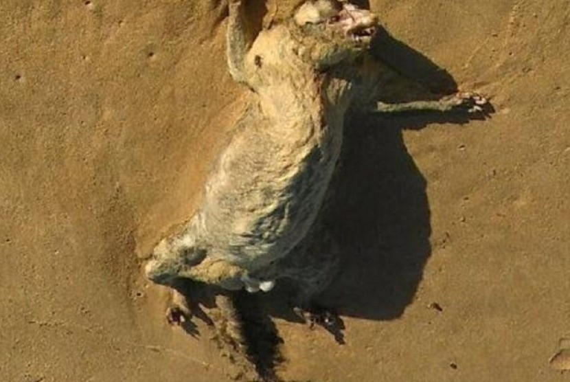 Bangkai hewan aneh ditemukan di pantai Australia