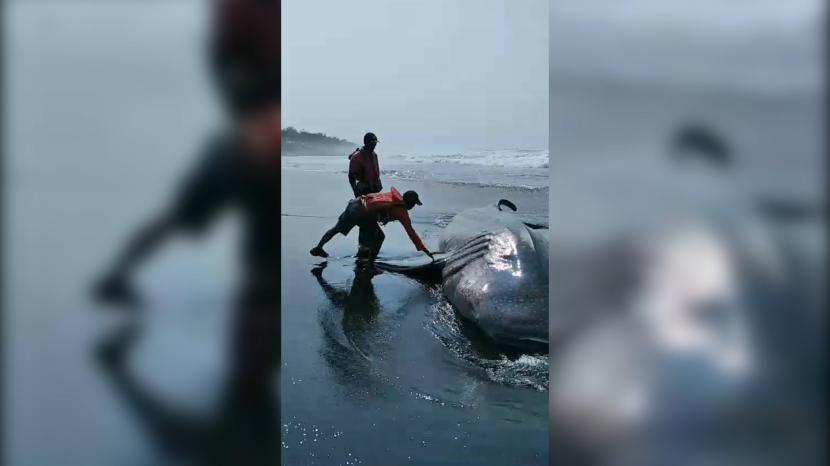 Bangkai Hiu Paus yang terdampar di Pantai Garongan, Kulonprogo, Yogyakarta, Kamis (9/11/2023).