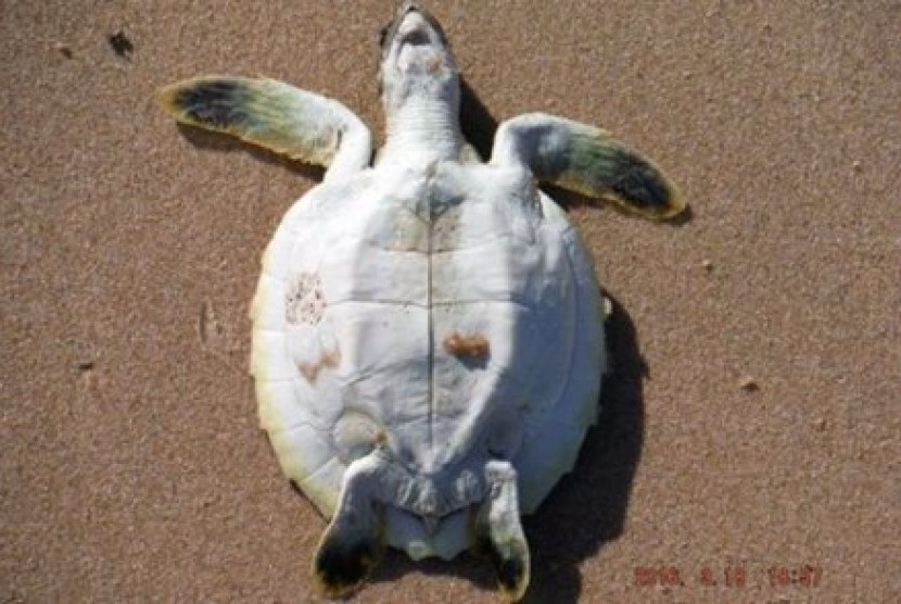 Bangkai ikan dan binatang lain termasuk kura-kura ditemukan tersapu ke pantai di Utara Broome. 