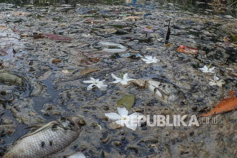 Bangkai ikan di Setu Citongtut yang airnya menghitam tercemar limbah di Gunung Putri, Kabupaten Bogor, Jawa Barat, Rabu (19/1/2022). Setu Citongtut diduga tercemar limbah industri yang menimbulkan bau tak sedap dan ikan mati.