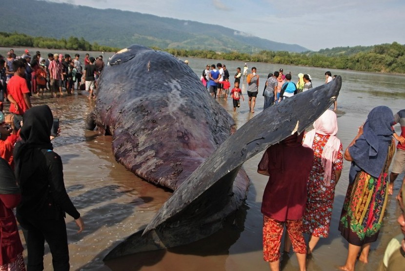 Bangkai ikan paus sperma di Kendari.